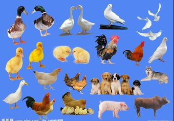 日本有机农业标准（JAS）认证 iso体系认证服务